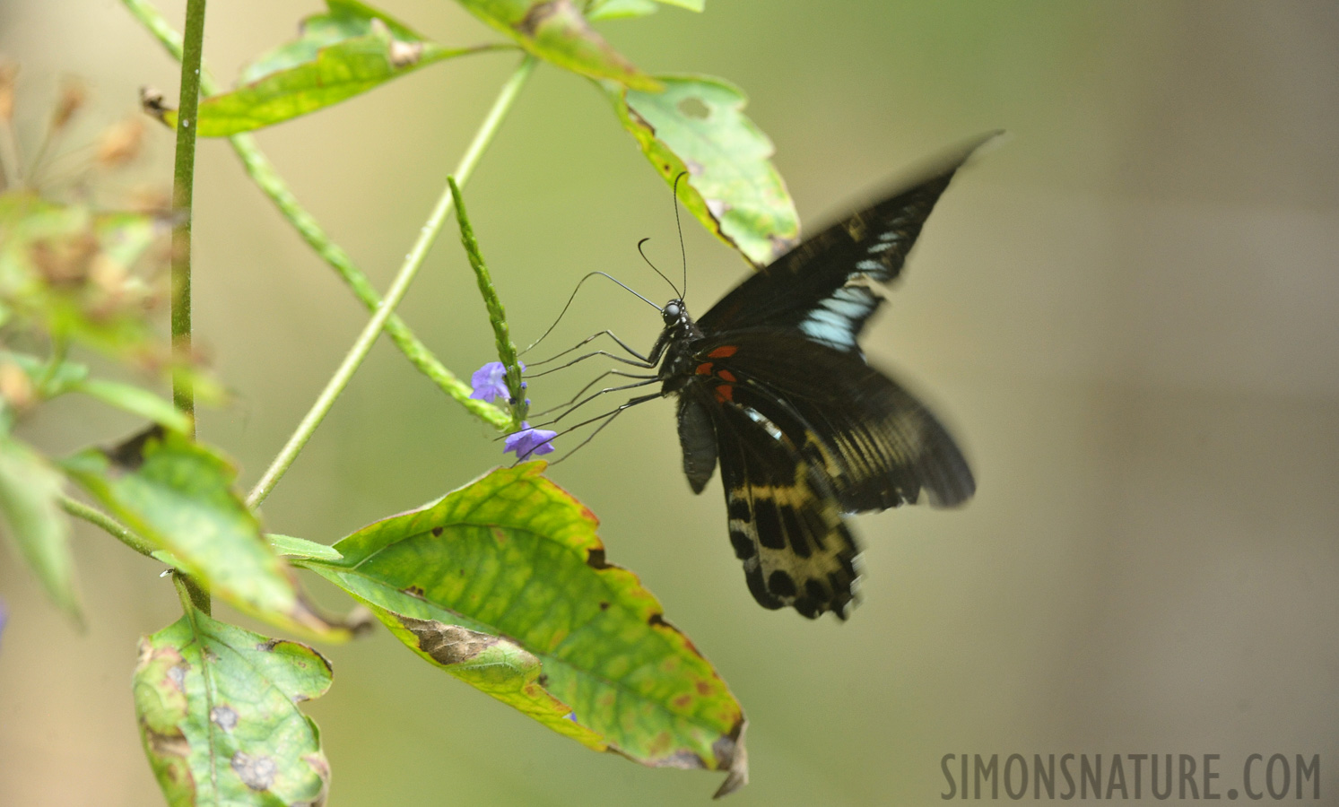 Papilio polymnestor [340 mm, 1/200 Sek. bei f / 7.1, ISO 2500]